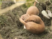 Wezel [Mustela nivalis] - Vockestaert Schiedam (9jul2019) 